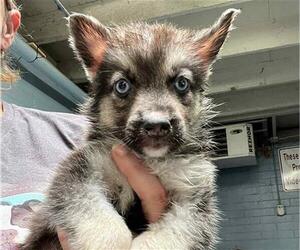 German Shepherd Dog-Siberian Husky Mix Dogs for adoption in Stockton, CA, USA