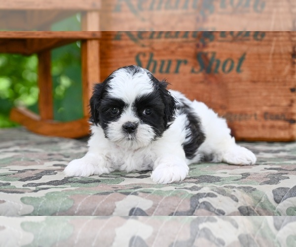 Medium Photo #3 Shih Tzu Puppy For Sale in MILLERSBURG, OH, USA