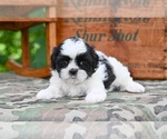 Small #2 Shih Tzu
