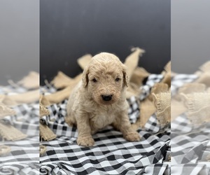Goldendoodle Puppy for sale in MARYVILLE, MO, USA