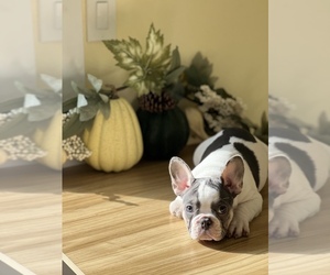 French Bulldog Puppy for Sale in PALM BAY, Florida USA