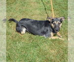 Small #4 Australian Kelpie Mix