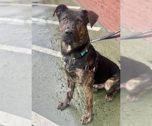 Medium Photo #1 Mutt Puppy For Sale in San Francisco, CA, USA