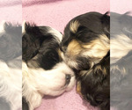 Small Photo #6 Mal-Shi Puppy For Sale in DES MOINES, WA, USA