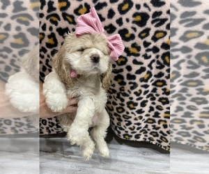 Cocker Spaniel Puppy for Sale in SMITHVILLE, Tennessee USA