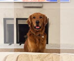 Small #2 Golden Retriever