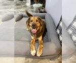 Small Photo #7 Golden Retriever-Unknown Mix Puppy For Sale in Boston, MA, USA