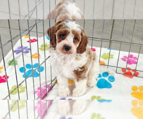 Medium Photo #9 Cavapoo (Miniature)-Poodle (Toy) Mix Puppy For Sale in ORO VALLEY, AZ, USA