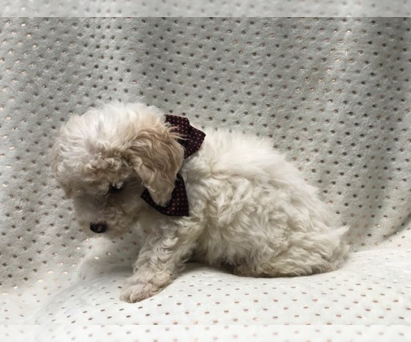 Medium Photo #4 Poochon Puppy For Sale in LAKELAND, FL, USA