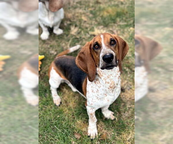 Medium Photo #5 Bagle Hound Puppy For Sale in Deepwater, NJ, USA