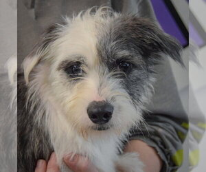 Dojo - Male Shih Tzu-Unknown Mix Dog for Adoption - Photo #5