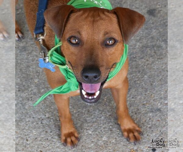 Medium Photo #1 Chihuahua-Unknown Mix Puppy For Sale in Washington, DC, USA