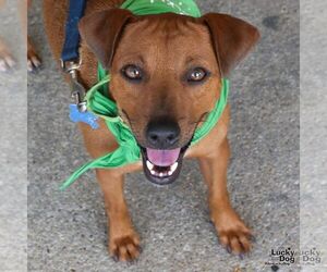 Chihuahua-Unknown Mix Dogs for adoption in Washington, DC, USA