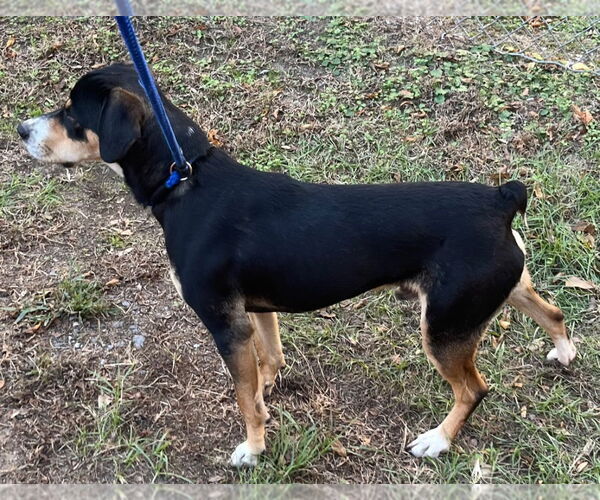 Medium Photo #2 Mutt Puppy For Sale in Tarboro, NC, USA