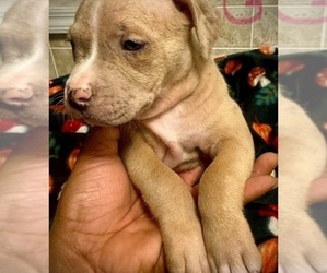 American Bully Puppy for sale in LAKE STATION, IN, USA