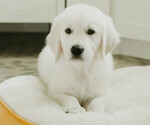 Puppy Bandit English Cream Golden Retriever