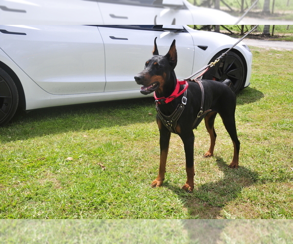 Medium Photo #9 Doberman Pinscher Puppy For Sale in FORT LAUDERDALE, FL, USA