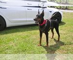 Small #8 Doberman Pinscher
