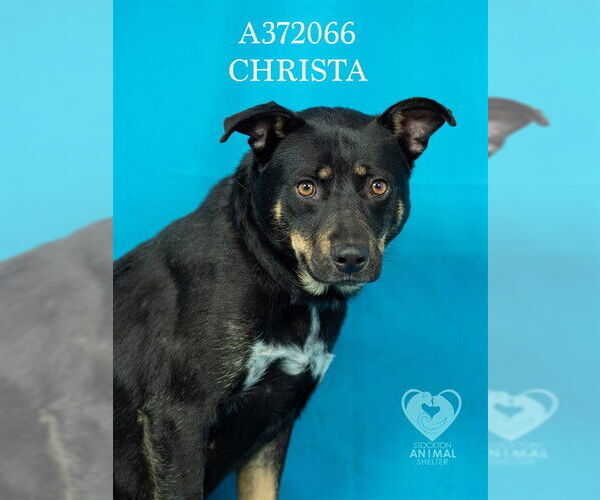 Medium Photo #2 Rottweiler Puppy For Sale in Stockton, CA, USA