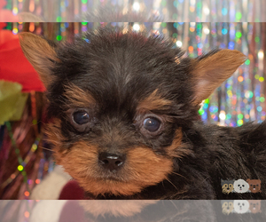 Yorkshire Terrier Puppy for sale in SAFFORD, AZ, USA