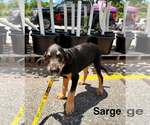 Small #1 Labrador Retriever Mix