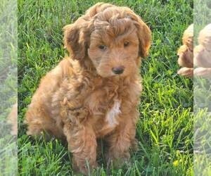 Medium Goldendoodle-Poodle (Miniature) Mix