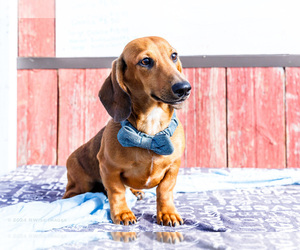 Dachshund Puppy for sale in WAKARUSA, IN, USA