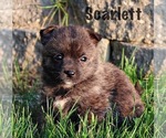 Small Photo #2 Rat Terrier Puppy For Sale in HESPERIA, MI, USA
