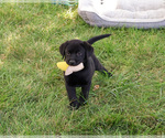 Image preview for Ad Listing. Nickname: Shawn