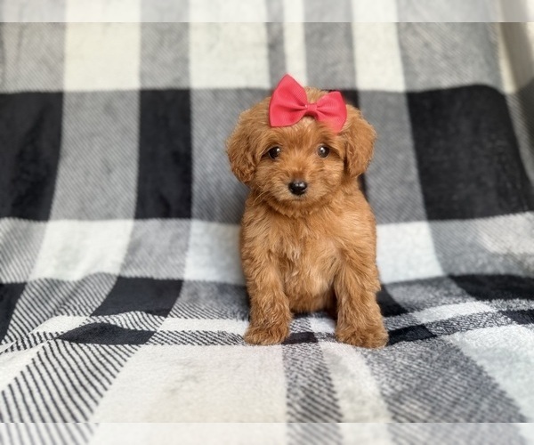 Medium Photo #2 Cockapoo (Miniature) Puppy For Sale in LAKELAND, FL, USA