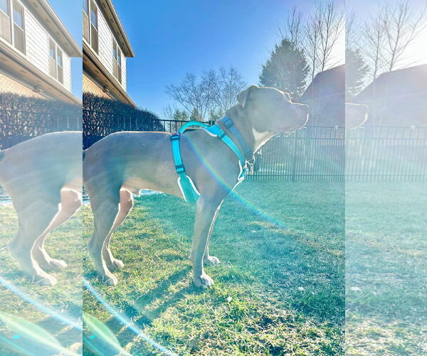 Medium Photo #14 American Pit Bull Terrier-Unknown Mix Puppy For Sale in Germantown, OH, USA