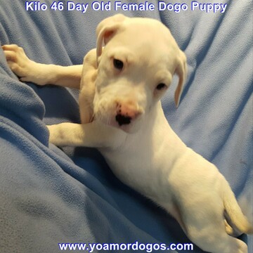 Medium Photo #36 Dogo Argentino Puppy For Sale in PINEVILLE, MO, USA