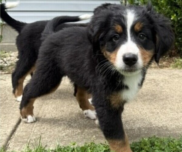 Medium Photo #37 Bernese Mountain Dog Puppy For Sale in SPRINGFIELD, OH, USA