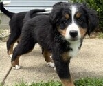 Small Photo #37 Bernese Mountain Dog Puppy For Sale in SPRINGFIELD, OH, USA