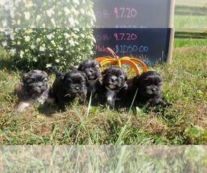 Shih Tzu Puppy for sale in MOUNTAIN GROVE, MO, USA