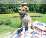 Small #2 German Shepherd Dog