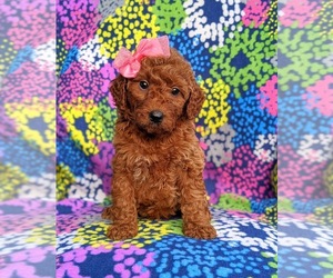 Goldendoodle Puppy for sale in OXFORD, PA, USA