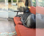 Small #4 Great Dane