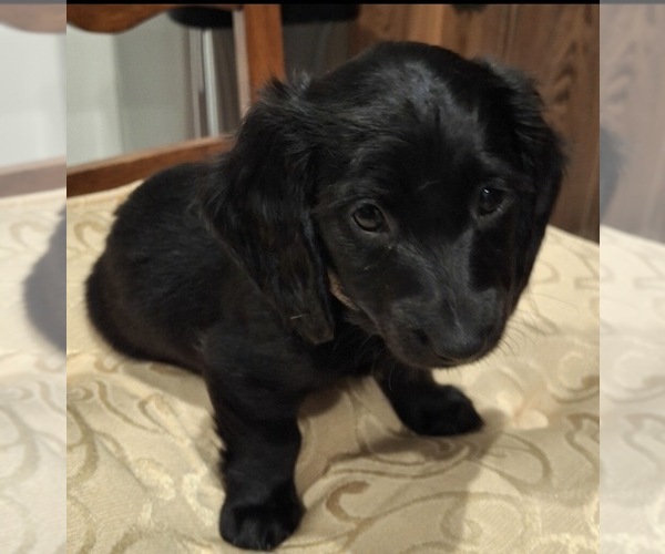 Medium Photo #6 Dachshund Puppy For Sale in AYLETT, VA, USA