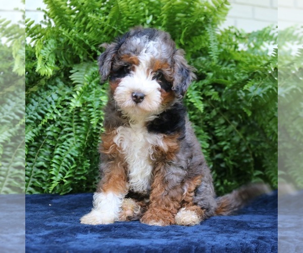 Medium Photo #2 Bernedoodle (Miniature) Puppy For Sale in PARADISE, PA, USA