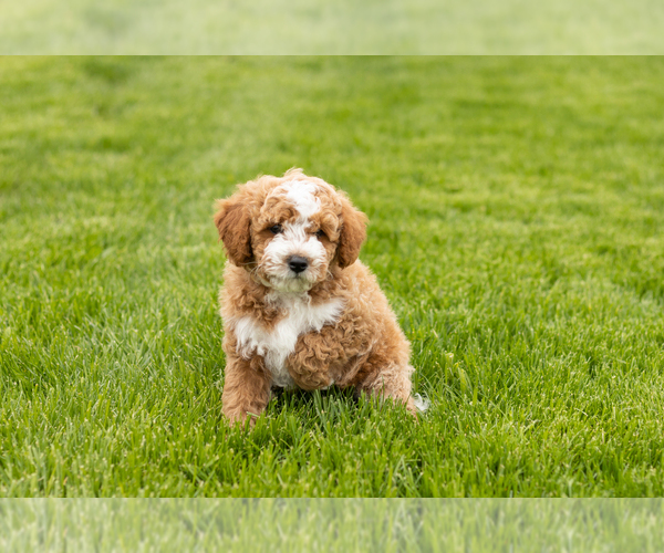 Medium Photo #3 Goldendoodle (Miniature) Puppy For Sale in WOLCOTTVILLE, IN, USA