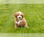 Small #2 Goldendoodle (Miniature)