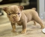 Puppy Godiva French Bulldog