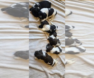 Cocker Spaniel Litter for sale in TULSA, OK, USA