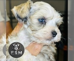 Puppy Muffin Schnauzer (Miniature)