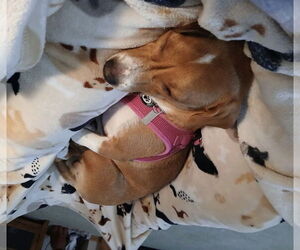 Brooks - Male Jack-A-Bee Dog for Adoption - Photo #11