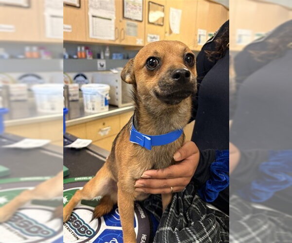 Medium Photo #1 Chihuahua Puppy For Sale in Riverside, CA, USA