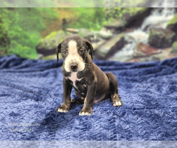 Medium Photo #25 Catahoula Leopard Dog Puppy For Sale in CUMBY, TX, USA