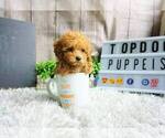 Small Photo #5 Poodle (Miniature) Puppy For Sale in FULLERTON, CA, USA