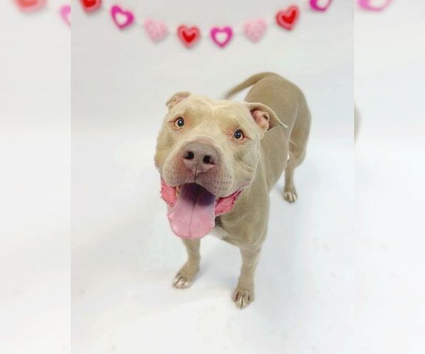 Medium Photo #2 American Pit Bull Terrier-Unknown Mix Puppy For Sale in Chandler, AZ, USA